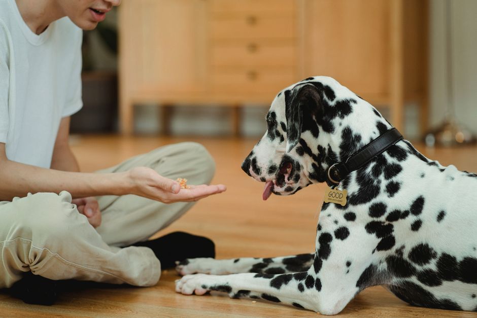 A Dalmatian dog and boy play indoors, sharing affectionate moments together.