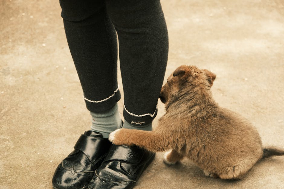 Cute puppy affectionately clings to a person's legs wearing black shoes and leggings.